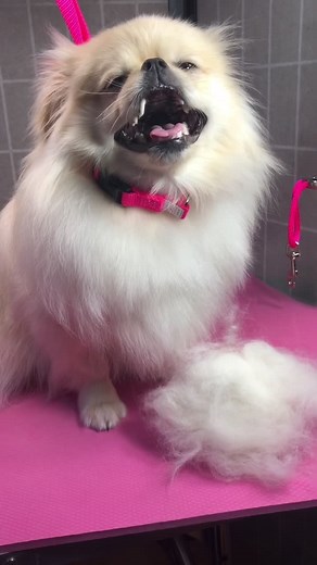 Coco the Pekingese Pomeranian mix #pekingese #pomeranian #fypシ #happybirthday