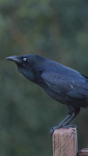 12K views · 80 reactions | Did you know crows can remember faces and even hold grudges? They can recognize the faces of people who've tried to attack them and even spread this information to other crows. Remember this before you mess with them. Learn more: https://pulse.ly/86c7i0yk01 #crows #animals #birds #bird | Howstuffworks | Facebook