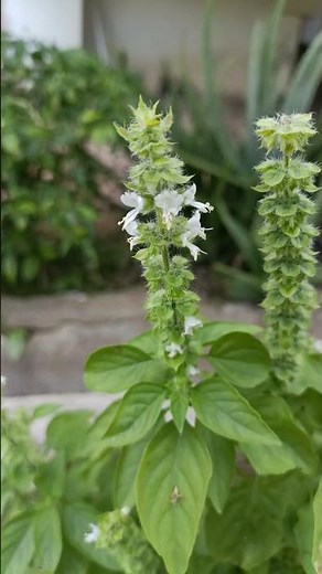 Lemon basil,hoary basil,Thai lemon basil or Lao basil #lemonbasil #herbs #herbalmedicine #herbalife