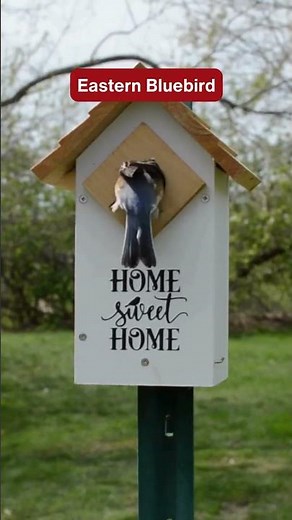 Which bird is first sign of spring where you live? 🐦 #birds #nature #spring