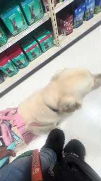 Unedited footage of a service dog in training #servicedog