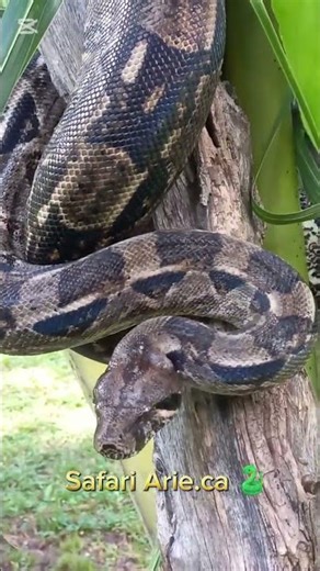 A boa constrictor snake 🐍 in Belize 🇧🇿 #belize #wildlife #junglelife #reptiles #reptilelife