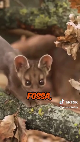 Discover Madagascar's Unique Biodiversity and Ecosystems