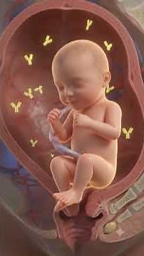 Why a Mother's Body Can Attack Her Unborn Baby | Rh Incompatibility Explained #pregnancy