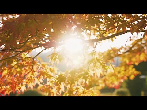 Why do we celebrate New Year's Day on January 1st?