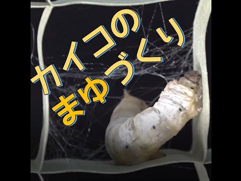 カイコのまゆ作り！