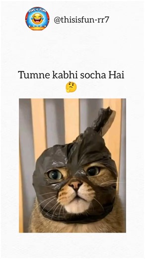 cat memes . 😺📊