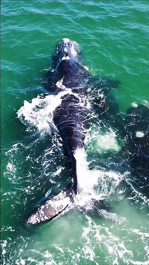 Whale Mating Group Orgy OMG! #whale #hermanus #overstrand