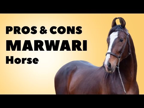 Pros & Cons of Marwari Horse Breed