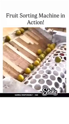 Science on Instagram: "Ever wondered how fruits are sorted so perfectly? Watch this smart fruit sorting machine in action as it separates them based on size with incredible precision! . . . #FruitSorting #FoodProcessing #AgriTech #SmartFarming #FruitMachine #AutomationInAgriculture #FarmTech #FruitGrading #ModernFarming #TechInAction #EngineeringMarvel #MachineProcess #AgriInnovation #SortingMachine #FactoryTech #viral #explore #trending"