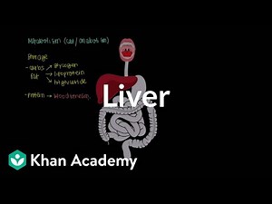 Liver - Gastrointestinal system Video Lecture | Biology for MCAT