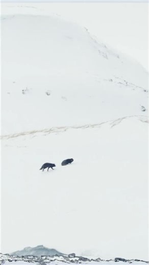 Rare Blue Arctic Foxes Caught Playing!