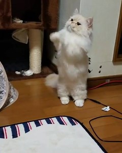 3.3K views · 355 reactions | This kitty is boxing cute  | Cat the Dude | Facebook