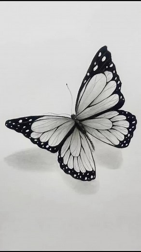 Realistic Butterfly Drawing - How to Sketch a Butterfly
