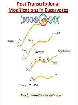 Post Transcriptional Modifications in Eucaryotes (hnRNA to mRNA)|Class 12| Biology|NCERT|NEET|Shorts