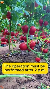 2.7K views · 16 reactions | A tip to remember when growing tomatoes #tools #gardeningmakemehappy #handtools #tree | Gardening Ideas | Facebook