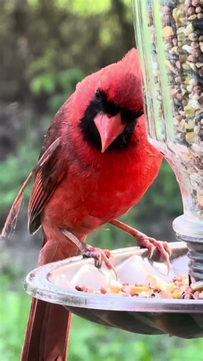 Cardinal eating from my bird feeder.