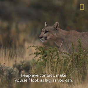19K views · 120 reactions | Mountain lions are a chase predator. Do you know what to do if you encountered one? Bear has the survival tips. Watch the season finale of #RunningWild With Bear Grylls Monday at 9/8c on National Geographic. | National Geographic TV | Facebook