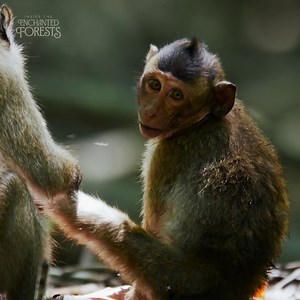 Cannonball! 💦🐒 Thanks to these playful, snack-loving long-tailed macaques, countless seeds are scattered across the forest floor along the Mekong River, giving new life a chance to take root and grow. | National Geographic Animals