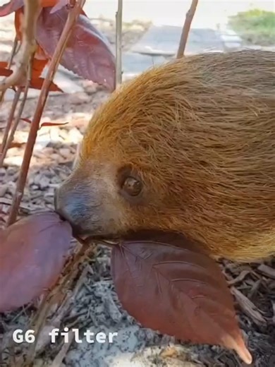 🦥🌿 Fine Dining, Sloth Edition. Just a sloth, some leaves, and zero rush. 🐢✨ Every bite is savored, every chew is a vibe — this is slow living at its tastiest. 😌🥬 Honestly, watching this little legend eat is oddly calming... and kind of relatable when you’re snacking for the 5th time today. 😅 Tag someone who eats with the same dedication and chill. 🎥: credit @squishy_sloth5 #SlothEats #LeafItToMe #SlowSnacker #SlothVibesOnly #SnackMood #SlothLife #SlowAndSteadySnacking #SlothLife #SlothVib