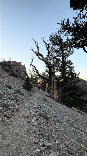 Charleston Peak Hike  Nevada’s Alpine Adventure #hiking