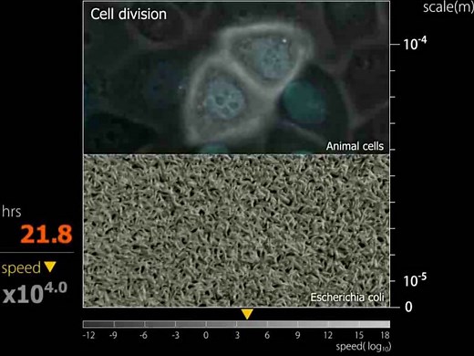 Cell Division | Ask A Biologist