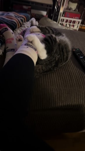 Mac aka Buttons!! Get up off me little boy lol #mac #buttons #catfight #Mac Muffins #Big Mac #kitten #kittens #kittensoftiktok #cute #cutebaby #cuteanimals #catmom