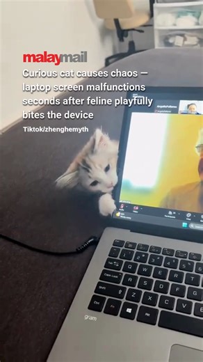 A mischievous kitty took “biting the tech bug” a little too literally， playfully nibbling a laptop before the screen suddenly glitched out | Malay Mail