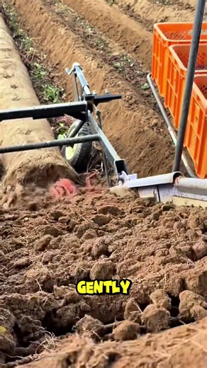 41K views · 98 reactions | The semi-automatic harvester gently lifts sweet potatoes from the soil. #farminginnovation #smartagriculture #harvest #fblifestyle | Taylor’s on Toft | Facebook