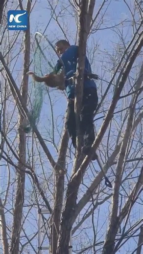 Rescuing unruly cat trapped in tree for days