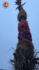 57K views · 629 reactions | Cat Cat Village… | Deaf Vietnam Tour Guide | Facebook