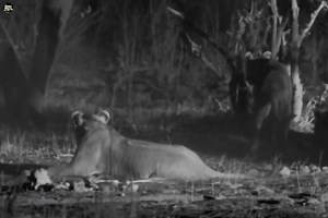 Predator Countdown ( Part 2) :- [ हिन्दी डाक्यूमेंट्री ] , #nature #animals #documentary #discovery #survivalsworld Wild World | Survival World Tv