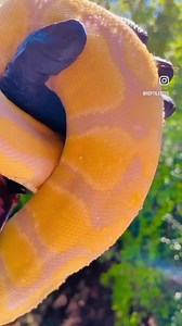 8.7K views · 243 reactions | Ball python | Insta reptile | Facebook