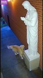 52M views · 3.2M reactions | Dog's Playful Encounter with a Statue Watch this dog's adorable interaction with a statue! #fblifestyle #AI Generated using Kling AI . . . (For entertainment purposes only. Consult professionals if guidance on activities is presented. No brand affiliation is implied if any are shown. If inspired by true events, creative adaptations may be included. Content may include public footage.) | The Prayer Room | Facebook