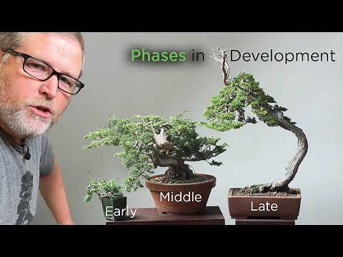 Bonsaify | Defining the Three Phases of Bonsai Development