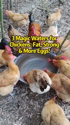 3 Magic Waters for Chickens: Fat, Strong & More Eggs! #chicken #freerangechickens