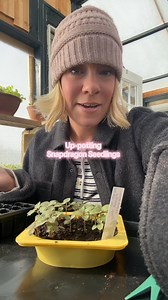 My snapdragon babes are ready to be pricked out and up-potted so I’m doing it with ya! I’ll grow out the snaps in these trays and root cuttings with eventually planting them outside (Tennessee) in Feb! Which week will depend on the weather. | Blooming Joy Flower Company