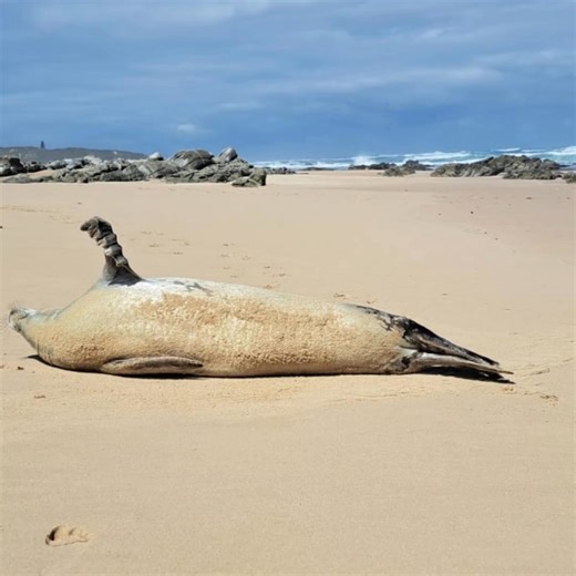 🦭❄️ Marine Mammal Monday: An Unusual Antarctic Visitor ❄️🦭 This past Friday, an unexpected visitor was recorded along the South African coast at Cape Recife — a young female crabeater seal, estimated to be less than 6 months old. Sadly, she was no longer alive when found. 💔 Crabeater seals are incredibly rare visitors to our coastline, with only around 35 individuals recorded in South Africa over the past 70 years. Despite this, they are not rare globally — in fact, they are thought to be one