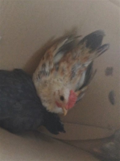 Heartwarming Moments with Tiny Chickens