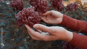Woman Hand Gently Touching Brightly Peony Flowers. Female hand touches Peony flowers. The woman gently and gently walks her hand over the tops of Peony flowers