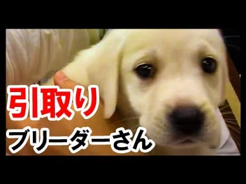 ブリーダーさんに子犬の赤ちゃんを引き取りに！お迎え♪ラブラドールレトリバー 大型犬