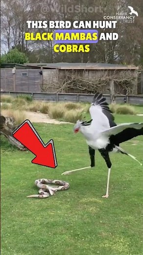 Secretary Bird vs Snake🦅 | How the Secretary Bird Uses Its Legs To Hunt Snakes⚡