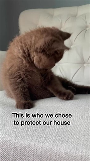 Ferocious from day one 😹 #defender #browncat #mikaandmocha #brownkitten #funnycats | Mika and Mocha