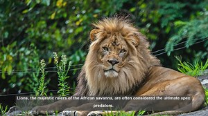 10 Surprising Facts: How Lions React to Other Predators