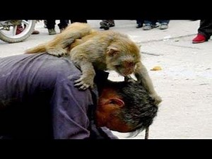 When Monkeys Attack