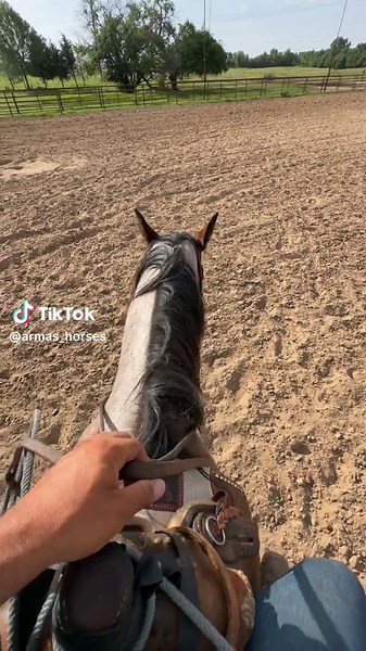 Exploring AQHA Horses: Insights for Horse Lovers