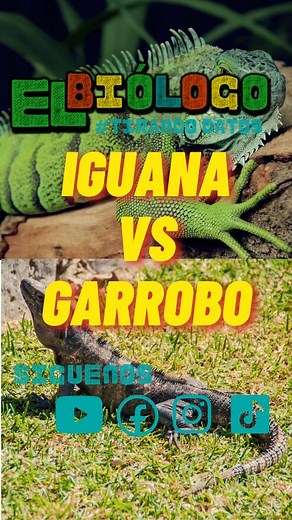 Igua vs Garrobo 🦎🤯 #tirandodatos #cienciadivertida #ciencia #iguana #lagartija #reptile #biology #bio #animal #animals | El Biólogo