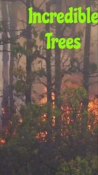 Tree That Doesn't Burn! 🌳🔥