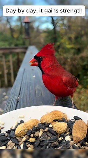 This family helped a weak cardinal on a hedge then this happened