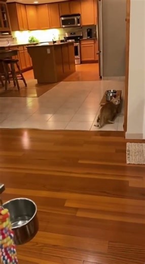 Hilarious Parrot Talking Moments That Will Make You Laugh